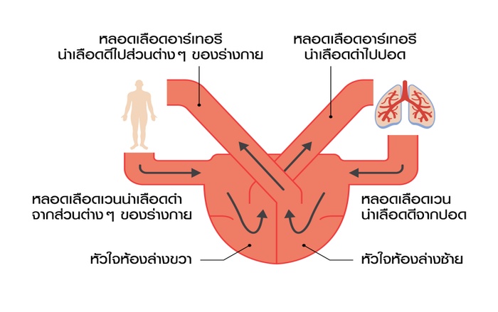ระบบหมุนเวียนเลือด